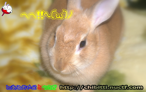 画像クリックで拡大します