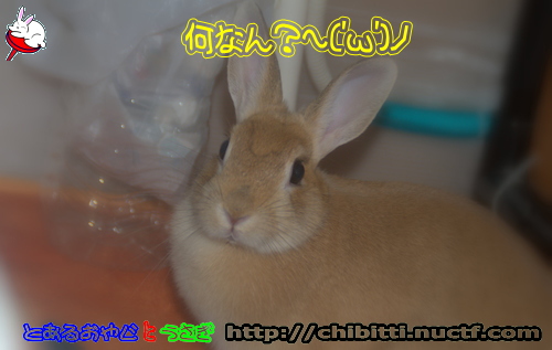 画像クリックで拡大します