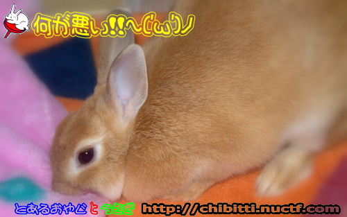 画像クリックで拡大します