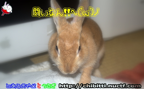 画像クリックで拡大します
