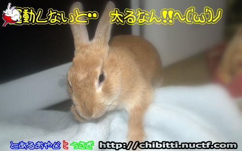 画像クリックで拡大します