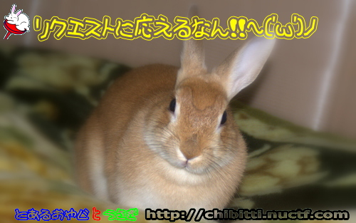 画像クリックで拡大します