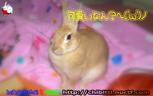 画像クリックで拡大します