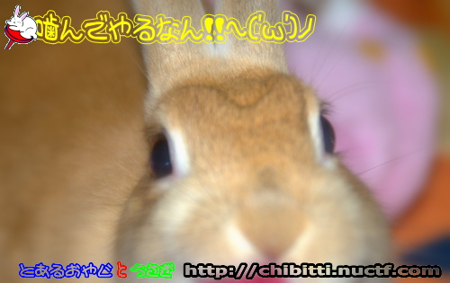 画像クリックで拡大します