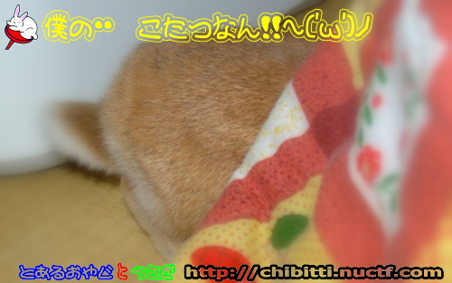 画像クリックで拡大します