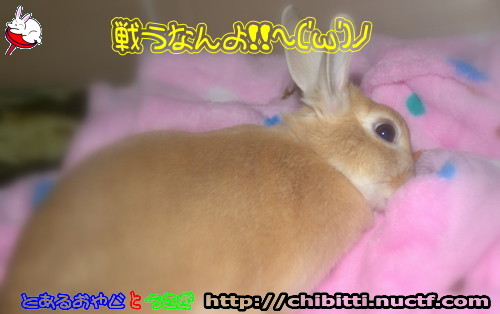画像クリックで拡大します