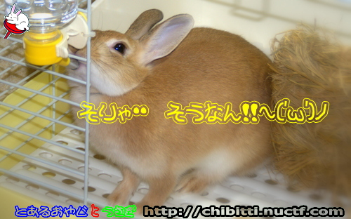 画像クリックで拡大します