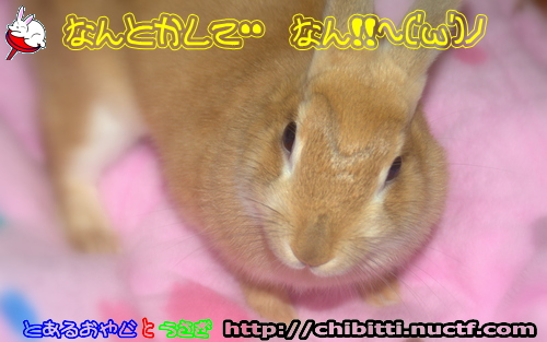 画像クリックで拡大します