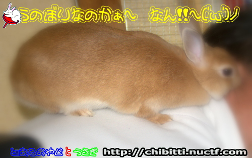 画像クリックで拡大します