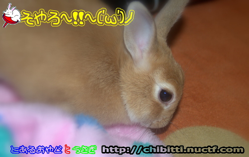 画像クリックで拡大します