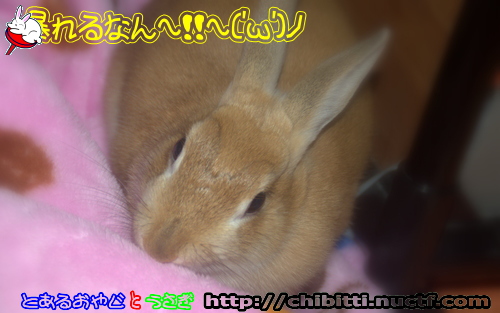 画像クリックで拡大します