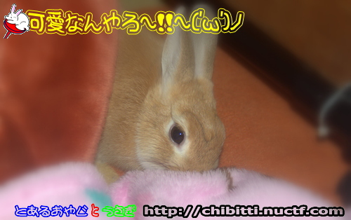 画像クリックで拡大します