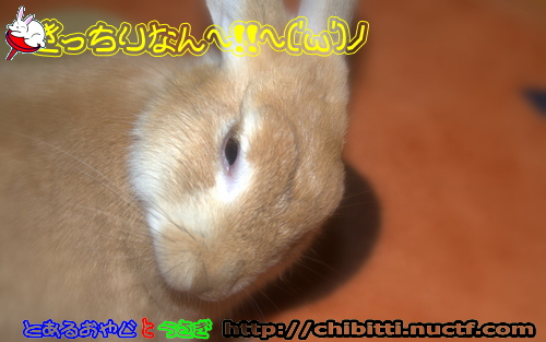 画像クリックで拡大します