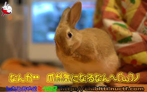画像クリックで拡大します