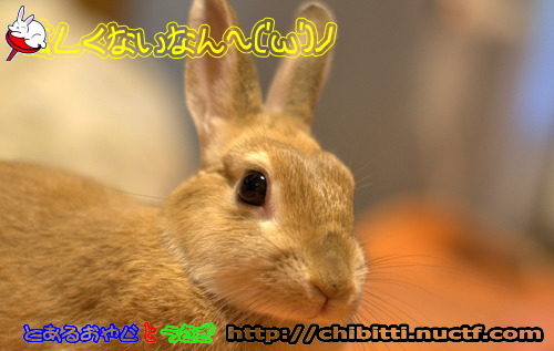 画像クリックで拡大します