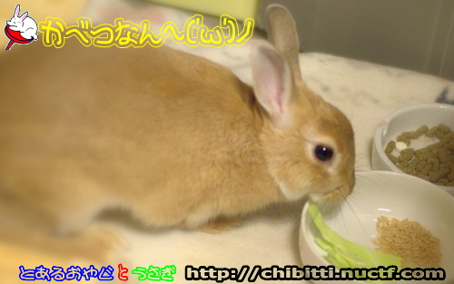 画像クリックで拡大します