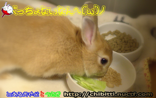 画像クリックで拡大します