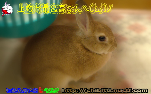 画像クリックで拡大します