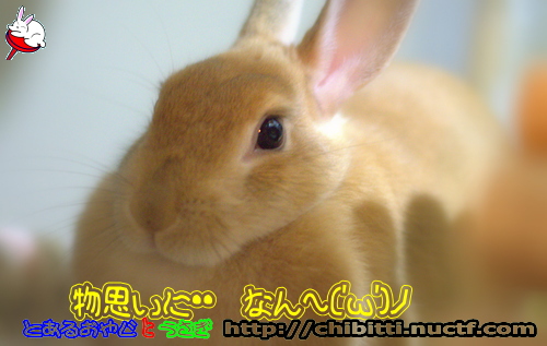 画像クリックで拡大します