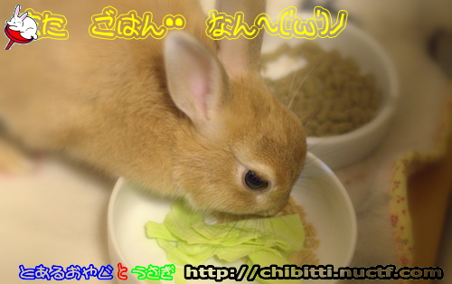 画像クリックで拡大します