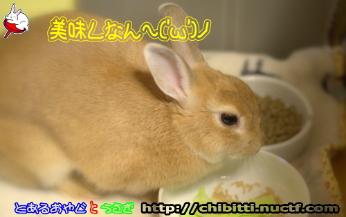 画像クリックで拡大します