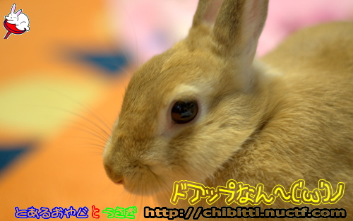 画像クリックで拡大します