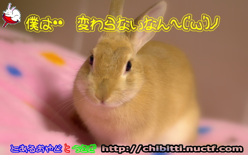 画像クリックで拡大します