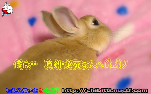 画像クリックで拡大します