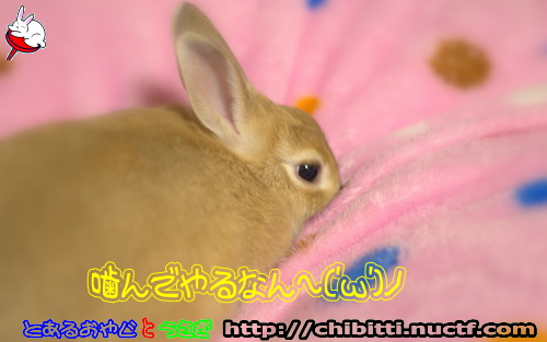 画像クリックで拡大します