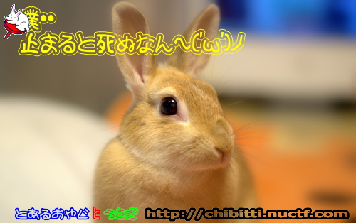 画像クリックで拡大します