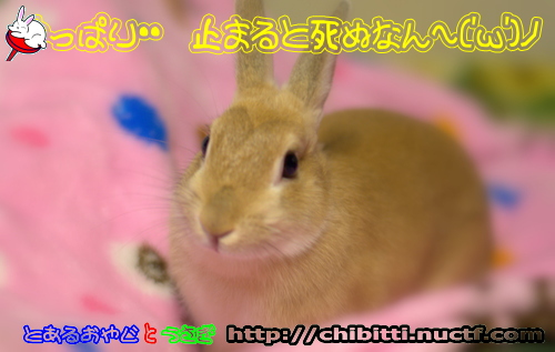 画像クリックで拡大します