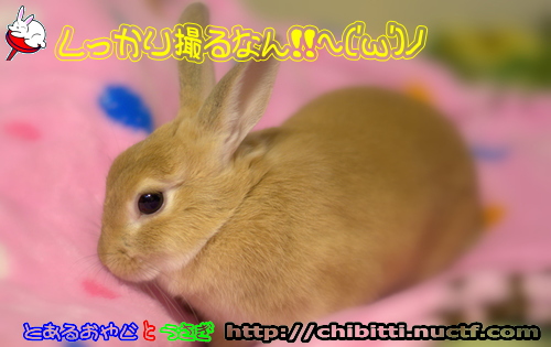 画像クリックで拡大します