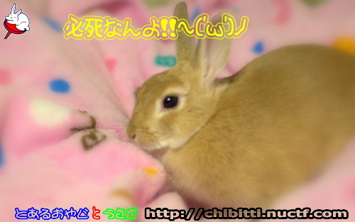 画像クリックで拡大します