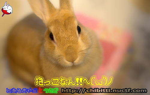画像クリックで拡大します