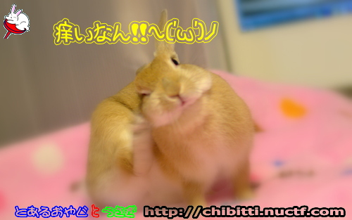 画像クリックで拡大します