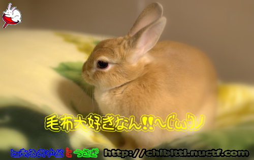 画像クリックで拡大します