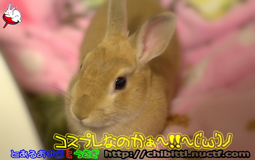 画像クリックで拡大します