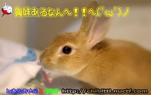 画像クリックで拡大します