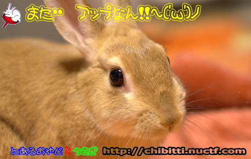 画像クリックで拡大します
