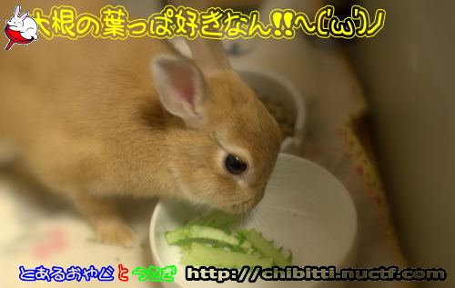 画像クリックで拡大します