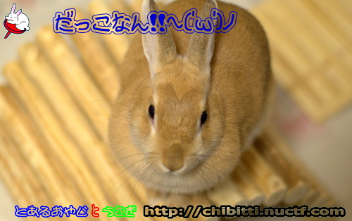 画像クリックで拡大します