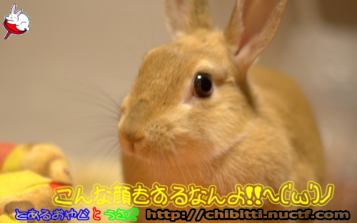 画像クリックで拡大します