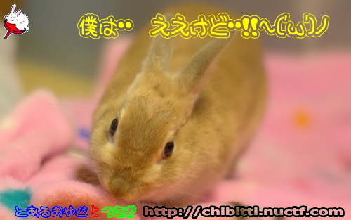 画像クリックで拡大します