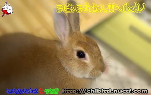 画像クリックで拡大します