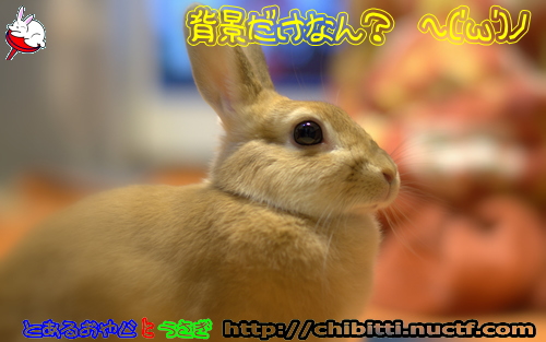 画像クリックで拡大します