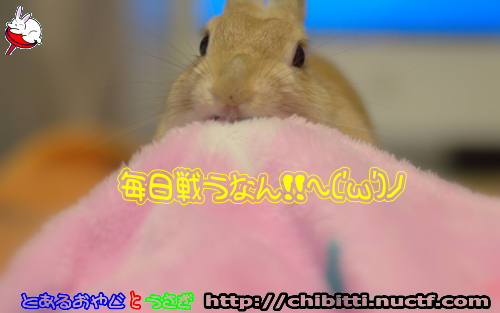 画像クリックで拡大します