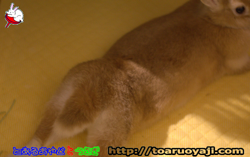 画像クリックで拡大します