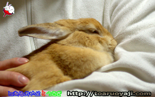 画像クリックで拡大します