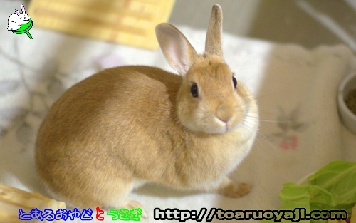 画像クリックで拡大します