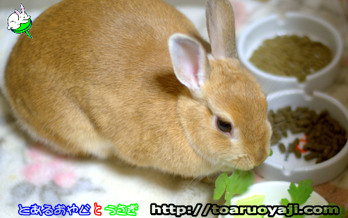 画像クリックで拡大します